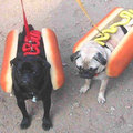 Hot dogs !!