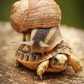 snails can be cute