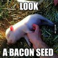 Cute, tasty bacon.