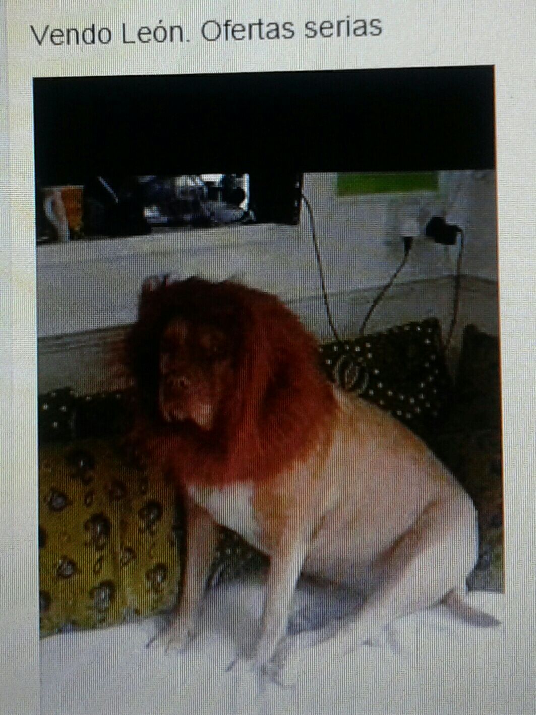 un perro gordo con peluca xd - meme