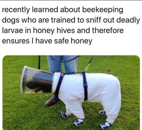 Honey doggo - meme