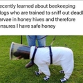 Honey doggo
