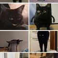 All 8 forms of cat