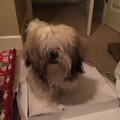 commented item thumbnail