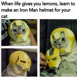 Catto does an iron man - meme