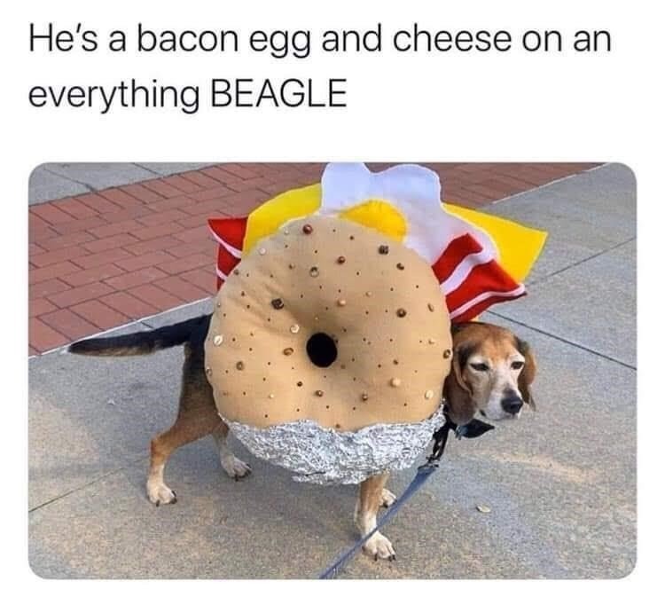 beagle meme