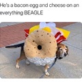 BEC on a beagle