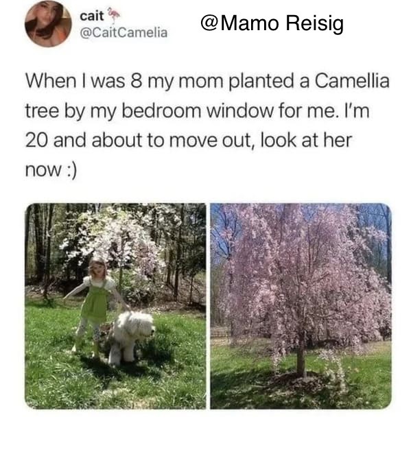 A Camellia Tree - meme