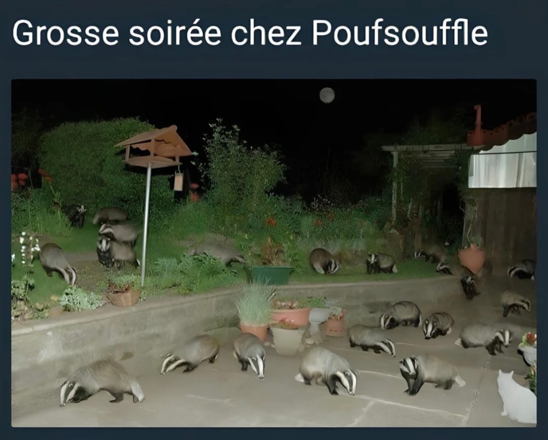 Soirée posée chez Poufsouffle, mais version dark - meme