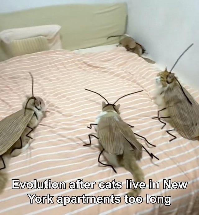 NY apartment cats evolving like Pokémon - meme