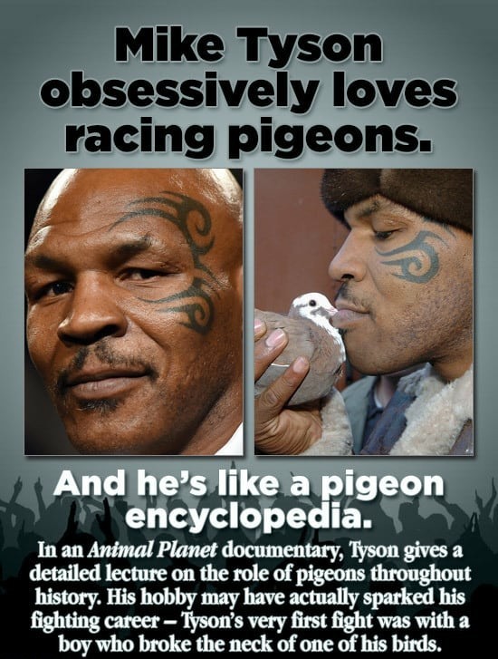 Eye of the pigeon - meme