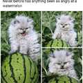 The Angry cat VS a normal watermelon