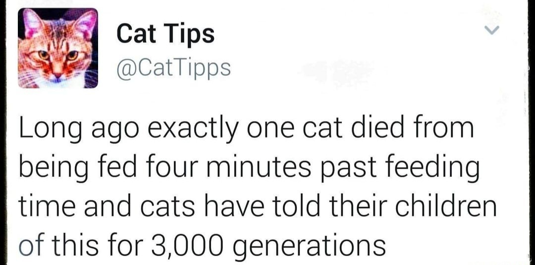 Feed meow - meme