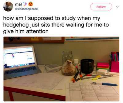 Hedgehog Study - meme