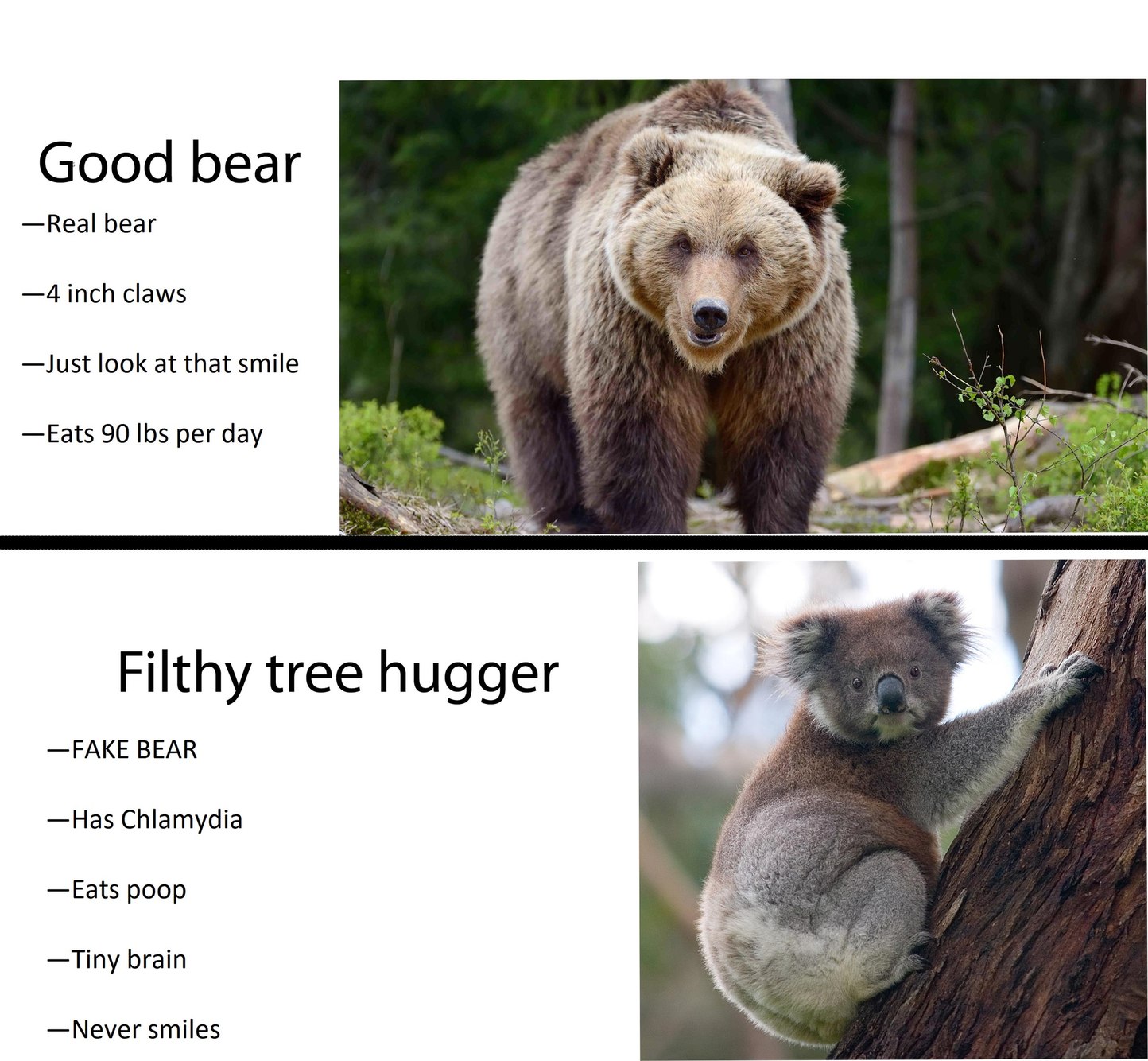 Koalas are not bears - meme