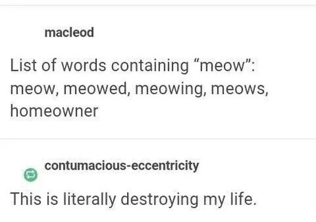 The meowers - meme