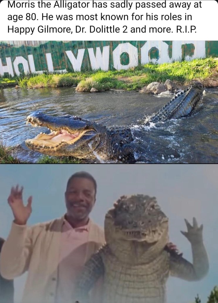 RIP Morris the Alligator, the legend who lived 80 years and stole every scene - meme