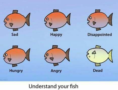 A guide to fish - meme