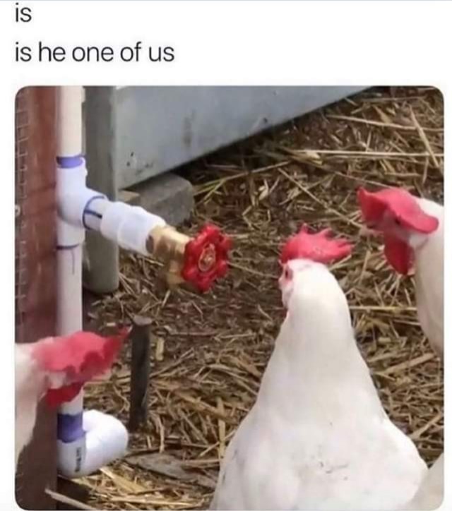 Cutest chickens - meme