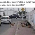 Meme de perros