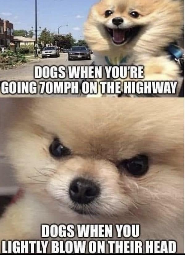 Doggos meme