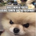 Doggos meme
