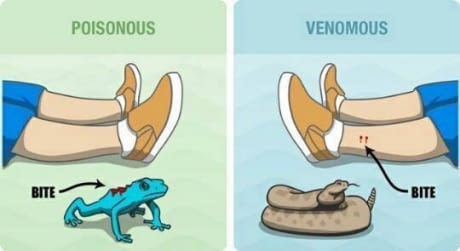Poisonous vs venomous animals. Learn the difference - meme
