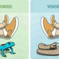 Poisonous vs venomous animals. Learn the difference