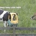 Beep beep Uber here