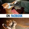 At home vs on Facebook | Gag Bee