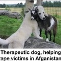 Therapeutic Dog helping Rape victims in Afghanistan
