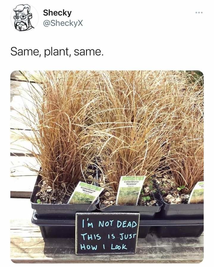 Plant - meme