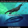 Evolución de la ballena