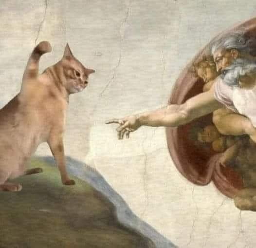 Gato VS dios - meme