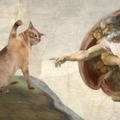Gato VS dios
