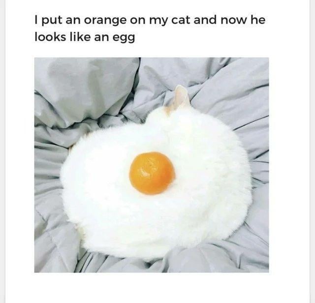 Put an orange on him, now he’s just egg - meme