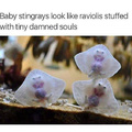 Baby stingrays look like raviolis