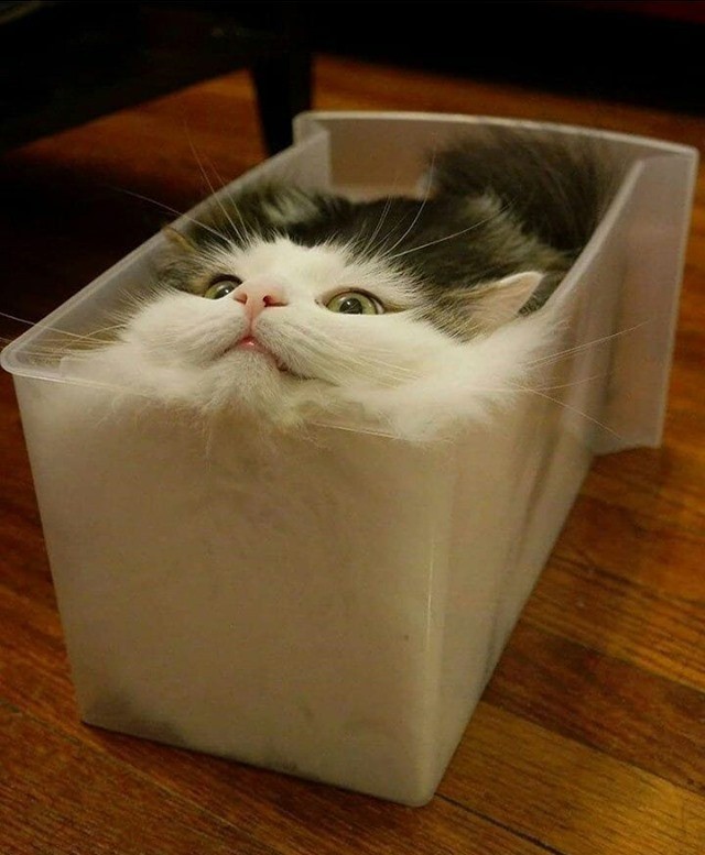 Hence proved, Cats are a form of liquid - meme