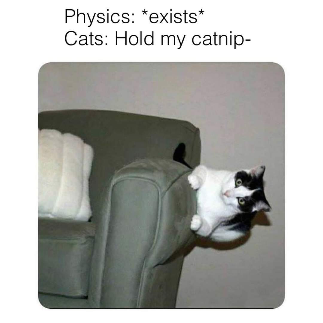 Fucking cats - meme