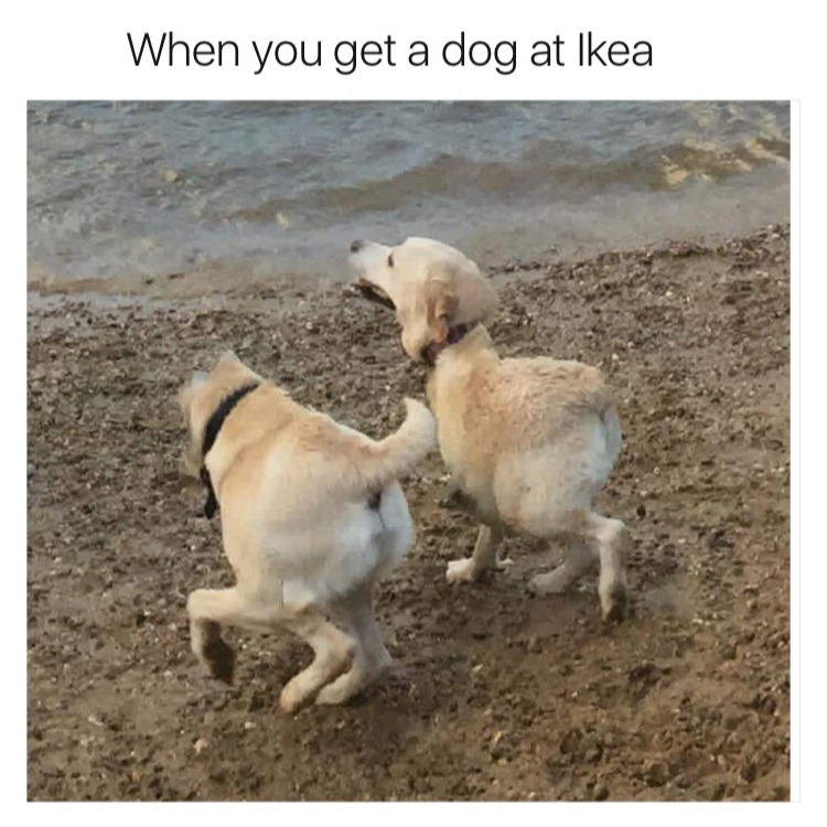 When you get a dog at Ikea - meme