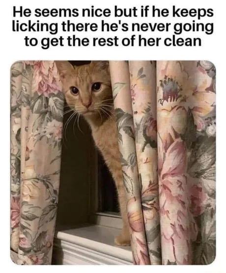 cat-a-comb - meme