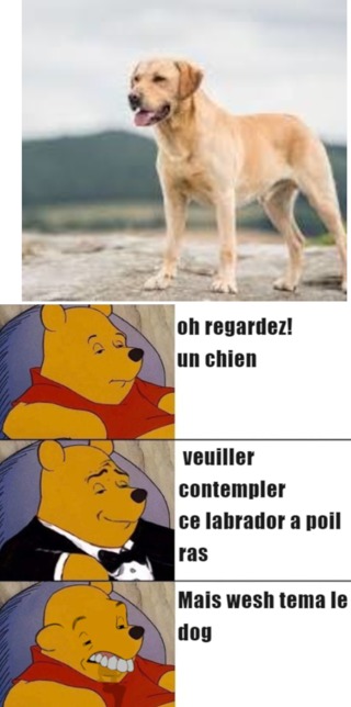 le chien - meme