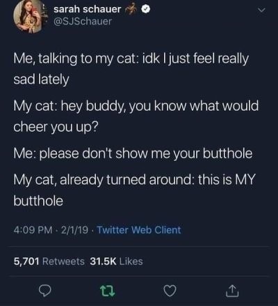 Cats butthole - meme