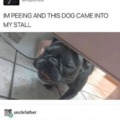 Wholesome doggo meme cant stop laughing