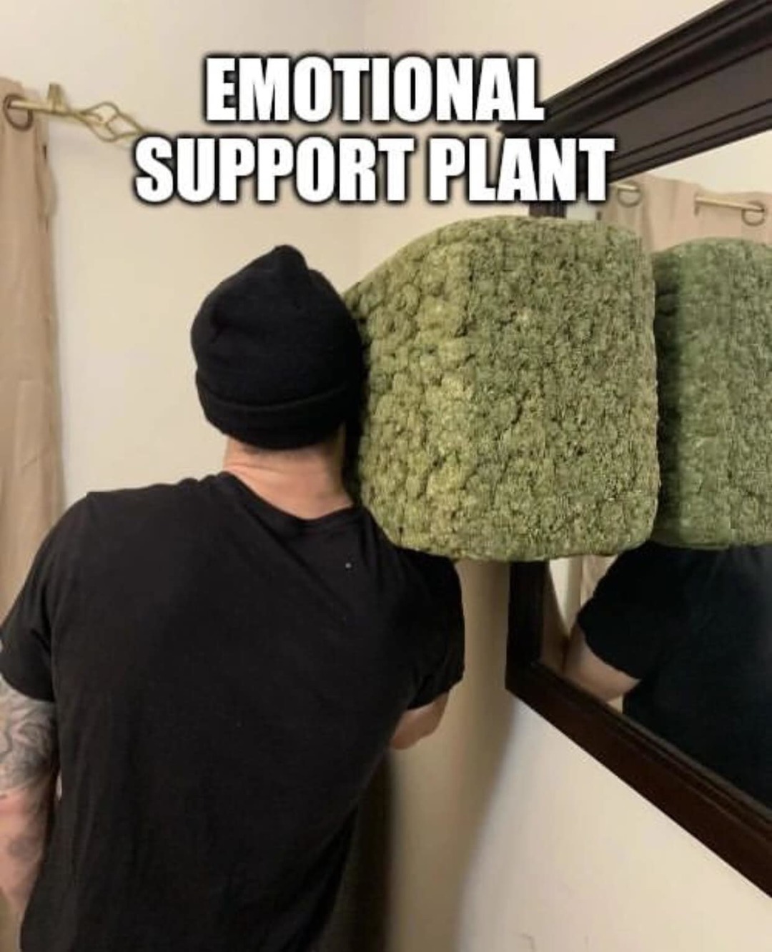 Plant - meme