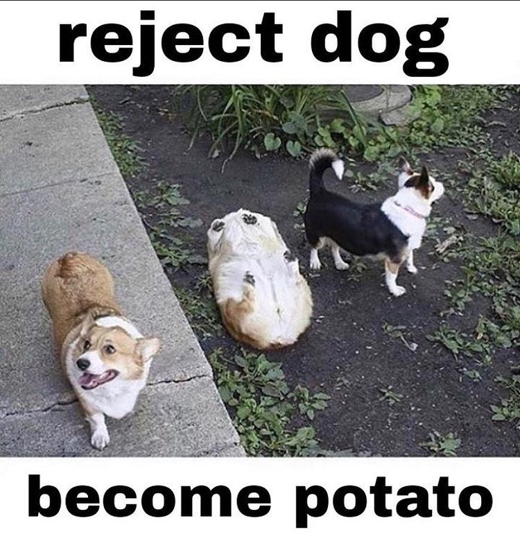 potato dog - meme