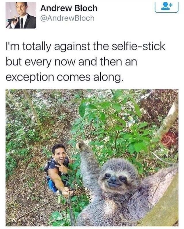 Sloth - meme