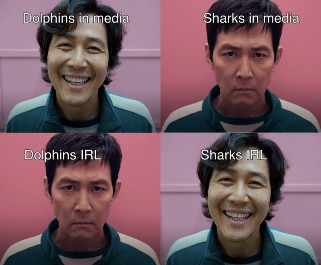 Sharks and dolphins - meme