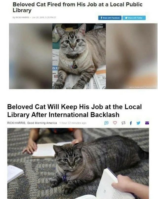 Wholesome cat will keep his job - meme