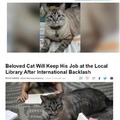 Wholesome cat will keep his job